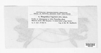 Phragmidium fragariae image